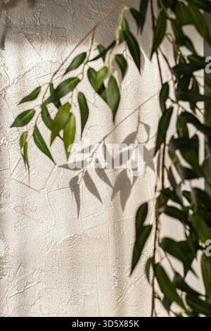 Olivenzweig mit grünen Blättern, die im Sonnenlicht einen zarten Schatten auf eine helle strukturierte Wand werfen. Minimalistisches, natürliches Wohndekor, Nahaufnahme. Stockfoto