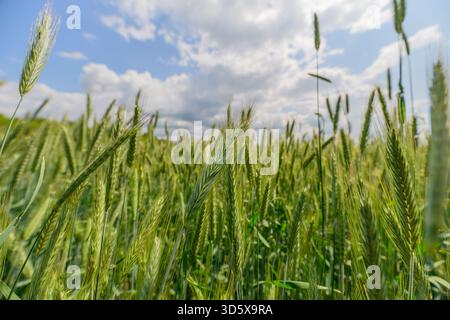 Ein pulsierendes Weizenfeld, das sanft in der warmen Brise unter einem riesigen blauen Himmel mit flauschigen Wolken schwingt Stockfoto