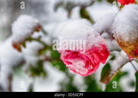 Nahaufnahme einer leuchtenden roten Rose, bedeckt mit Schnee, vor einem verschwommenen Winterhintergrund Stockfoto