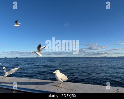Sopot Beach Szene mit dem ikonischen Holzpier, der sich in die Ostsee erstreckt, Sandstrand, Wellen und Blick auf die Küste in diesem polnischen Resort Stadt Stockfoto