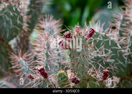 Eine Nahaufnahme von Feigenkaktuenfrüchten (Opuntia) auf einem Feigenkaktus-Paddel vor verschwommenem Hintergrund. Bunte Kaktusarten. Stockfoto
