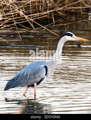 Grauer Reiher, der in flachem Wasser steht, mit Schilf im Hintergrund, mit detailliertem Gefieder und ruhiger Haltung. Stockfoto
