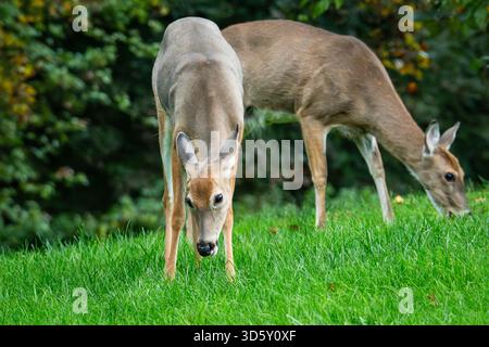 Zwei Weißwedelhirsche, die auf üppig grünem Gras in einer natürlichen Waldumgebung weiden. Stockfoto