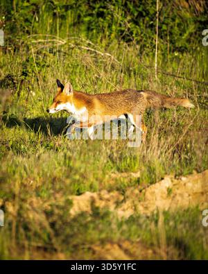 Rotfuchs, der vorsichtig durch dichte grüne Vegetation tritt, beleuchtet von wenig warmem Sonnenlicht, zeigt sein rötliches Fell und seine konzentrierte Haltung. Stockfoto