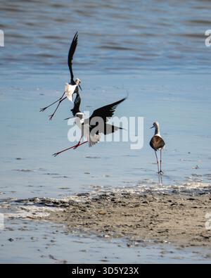 Schwarze geflügelte Stelzen interagieren und stehen an einer Küstenlinie mit flachem Wasser in natürlichem Licht. Stockfoto