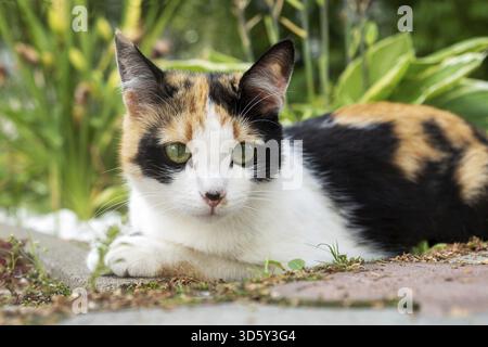 Süße junge Trikolore, streunende Katze lügt. Selektiver Fokus Stockfoto