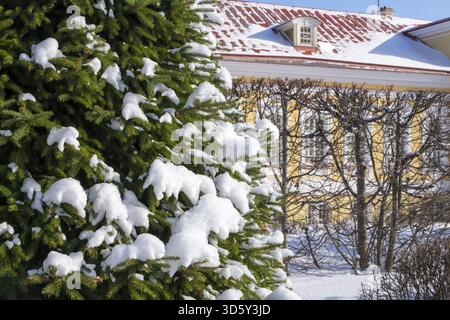 Lomonossow, Oblast Leningrad: 8. März 2021. Schneebedeckte Fichte vor dem historischen Gebäude des Menshikov-Palastes in Oranienbaum Stockfoto