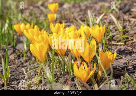 Schöne zarte Frühlingskerzen gelbe Krokusse Safran blühen im Blumenbeet. Selektiver Fokus Stockfoto