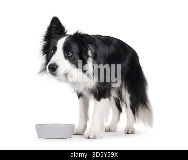 Ein bezaubernder, typischer Schwarzweiß-Collie-Hund, der seitlich neben der Futterschale steht und auf Futter wartet. Isoliert auf weißem Hintergrund, N Stockfoto