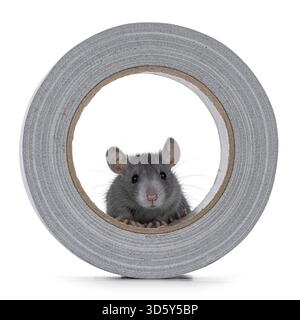 Niedliche junge blaue Ratte, die in einem grauen Band sitzt. Blick über Kante. Isoliert auf weißem Hintergrund, Niederlande Stockfoto