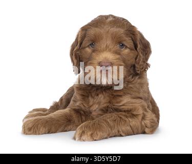 Niedliches Labradoodle alias Cobberdog-Welpen, das sich nach vorne legt. Mit blauen Augen direkt in die Kamera schauen. Isoliert auf weißem Hintergrund, Niederlande Stockfoto