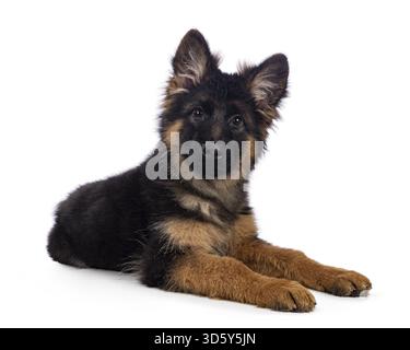 Süßer Schäferhund, der sich seitlich hinlegt. Ich schaue direkt in die Kamera, der Mund ist geschlossen. Isoliert auf weißem Hintergrund, Niederlande Stockfoto