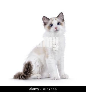 Niedliches Ragdoll Katzenkätzchen, das seitlich sitzt. Neugierig neben der Kamera. Isoliert auf weißem Hintergrund, Niederlande Stockfoto