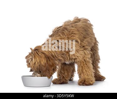 Glücklicher Labradodelhund, der seitlich mit Kopf in der Futterschale steht. Isoliert auf weißem Hintergrund, Niederlande Stockfoto