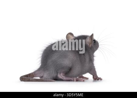 Süße blaue junge Ratte, seitlich stehend. Rückblick von der Kamera weg. Isoliert auf weißem Hintergrund, Niederlande Stockfoto