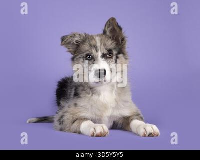 Entzückende blaue Merle Border Collie Hund Welpen, legt sich nach vorne. Blick auf die Kamera mit bräunlichen Augen und herzförmiger schwarzer Nase. Isoliert Stockfoto