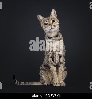 Schöne schwarze, tabbygefleckte Savannah-Katze, die vorne sitzt. Blick auf die Kamera mit grünen Augen. Neugieriger Ausdruck und süße Kopfneigung. Ist Stockfoto
