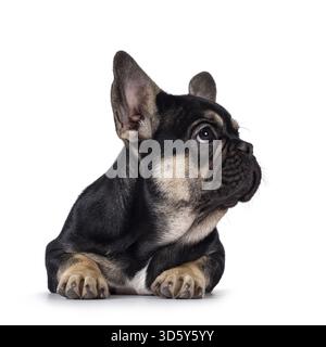 Niedliches Schwarz mit braunem französischem Bulldog-Hündchen, der nach vorne hin liegt. Blick seitlich weg von der Kamera mit Profil mit gesunder Nase. Isolat Stockfoto