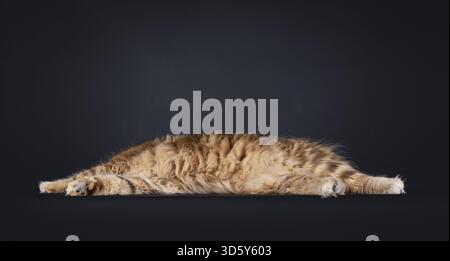Wunderschöne schwarze, bernsteinfarbene norwegische Forestcat-Katze, die seitlich den Bauch zeigt. Keine Stirnfläche des Schwanzes sichtbar. Isoliert auf schwarzem Hintergrund, Niederlande Stockfoto