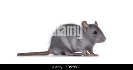 Süße blaue junge Ratte, seitlich stehend. Von der Kamera wegschauen. Isoliert auf weißem Hintergrund, Niederlande Stockfoto