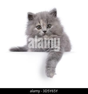 Das bezaubernde blaue tortie-Katzenbaby mit Langhaar liegt nach vorne und hat die Pfote über der Kante. Ich sehe neugierig auf die Kamera. Isoliert auf einem weißen bac Stockfoto