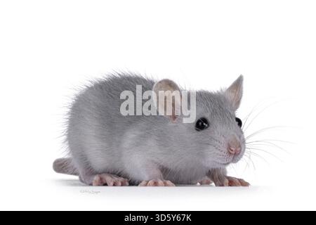 Süße blaue junge Ratte, seitlich stehend. Blick auf die Kamera. Isoliert auf weißem Hintergrund, Niederlande Stockfoto