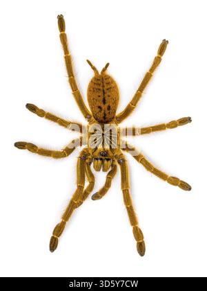 Pterinochilus murinus RCF alias Orange Pavian Tatantula Spinnen. Draufsicht, isoliert auf weißem Hintergrund, Niederlande Stockfoto