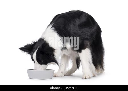 Bezaubernder typischer schwarz-weißer junger Erwachsener Border Collie Hund, seitlich stehend mit Kopf in der Futterschale. Isoliert auf weißem Hintergrund, Niederlande Stockfoto