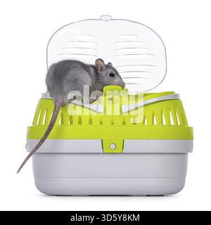 Zähme süße junge blaue Ratte, die in einem offenen Reisebehälter sitzt und am Rand der Kiste steht. Blick auf die Kamera. Isoliert auf weißem Hintergrund, Nethe Stockfoto