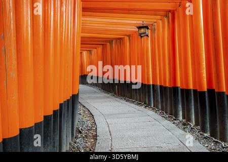 Machen Sie einen Spaziergang durch Hunderte von roten traditionellen Torii-Toren, Fushimi Inari Taisha, Shinto-Schrein, Fushimi Inari-taisha Okusha Hohaisho, Kyoto, Japan Stockfoto