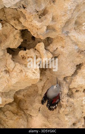 Wallcreeper klettert auf der Rocky Cliff Stockfoto