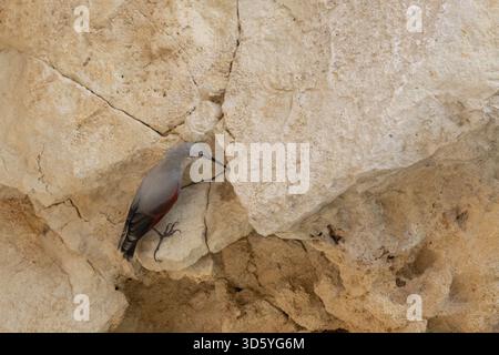 Wallkriecher auf der Suche nach Kalksteinmauer Stockfoto