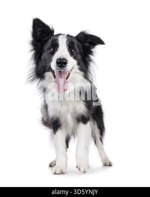 Charismatischer, typischer schwarz-weißer, junger, erwachsener Border Collie Hund, stehend nach vorne. Blick direkt in die Kamera mit offenem Mund und rosa t Stockfoto