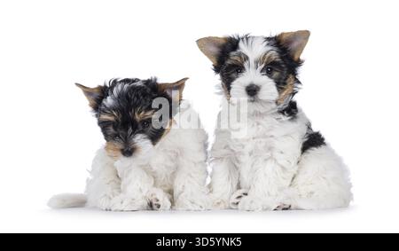 Niedliches Duo von Biewer Terrier Hündchen, die nebeneinander sitzen und in Richtung Kamera schauen. Isoliert auf weißem Hintergrund, Niederlande Stockfoto