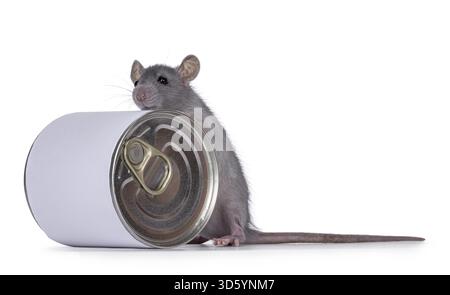 Süße junge blaue Ratte, die mit Vorderpfoten auf der Futterdose steht. Blick auf die Kamera, isoliert auf weißem Hintergrund, Niederlande Stockfoto
