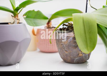 TopfOrchideen in dekorativen Behältern auf einer hellen Innenfläche mit strukturierten Töpfen, breiten grünen Blättern und subtilen natürlichen Details Stockfoto