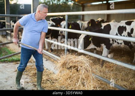 Landwirt, der Kühe mit Heu füttert Stockfoto