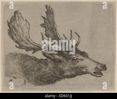 Ätzung „Kopf eines Hirsches nach rechts gedreht“ von Stefano Della Bella. Zeigt den Hirschkopf mit Geweih im Profil und erfasst anatomische Struktur, Fellstruktur und naturalistische Details. Stockfoto