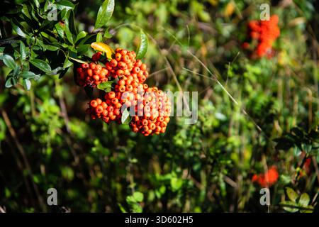 Makroaufnahme eines Pyracantha-Strauchs voller leuchtender roter und orangener Beeren, mit kräftigen Herbstfarben und natürlichen Gartendetails. Stockfoto