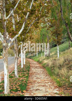 Der Bürgersteig ist im Herbst mit bunten Blättern entlang einer Straße übersät Stockfoto
