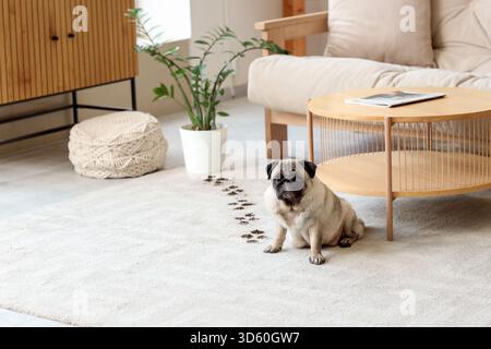 Mops-Hund mit Pfotenabdrücken aus dem Blumentopf auf Teppich zu Hause Stockfoto