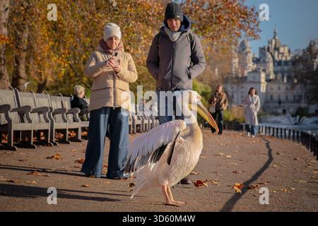London, Großbritannien. November 2025. Wetter in Großbritannien: Pelicaner ziehen während eines sonnigen Herbstmontags im St James’s Park die Aufmerksamkeit der Touristen auf sich. Guy Corbishley/Alamy Live News Stockfoto