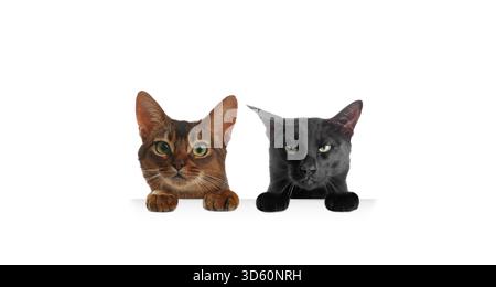Katzen, die auf weißem Hintergrund schauen. Tiere, die ihre Pfoten auf einem Banner halten Stockfoto