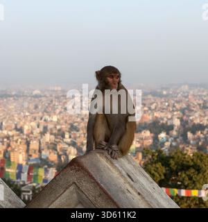 Der Affe sitzt an der Wand des alten buddhistischen Tempels Swayambhunath auf einem Hügel des Kathmandu-Tals in Nepal. Stockfoto