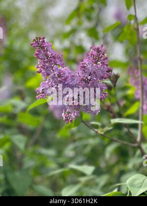 Duftende Flieder in voller Blüte, die den Central Park mit Frühlingsschönheit erfüllen. Stockfoto