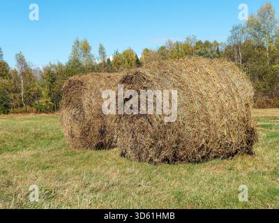 Runde Heuballen auf dem Feld Stockfoto