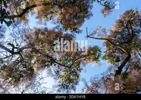 Blick in die Samenfedern gewöhnlicher Räucherzweige, die ein weiches Baldachin vor blauem Himmel bilden, im Arnold Arboretum in Boston, Massachusetts. Stockfoto
