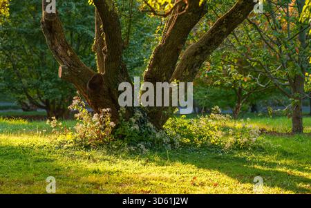 Im Herbst im Arnold Arboretum in Boston, Massachusetts, USA, befindet sich ein alter Mehrstamm, umgeben von weißen Waldastern im warmen goldenen Abendlicht. Stockfoto