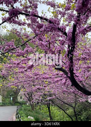 Rosafarbene Redbud-Blüten erhellen einen ruhigen Morgen im Central Park. Stockfoto