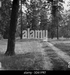UdSSR, Ukrainische SSR, Slavyanogorsk (Svyatogorsk), 1970er Jahre Ein malerischer Blick auf eine unbefestigte Straße, die sich durch einen hohen Kiefernwald im Donbas Resort-Gebiet schlängelt. Der Sandweg führt tief in den Wald, umgeben von majestätischen Kiefern. In der Ferne sind ein kleines Gebäude und Stromleitungen sichtbar, was auf die Nähe eines Erholungszentrums oder eines Pioniercamps hindeutet. Diese schwarz-weiße Archivlandschaft fängt die ruhige Atmosphäre des Waldes von Svyatogorsk ein. Stockfoto